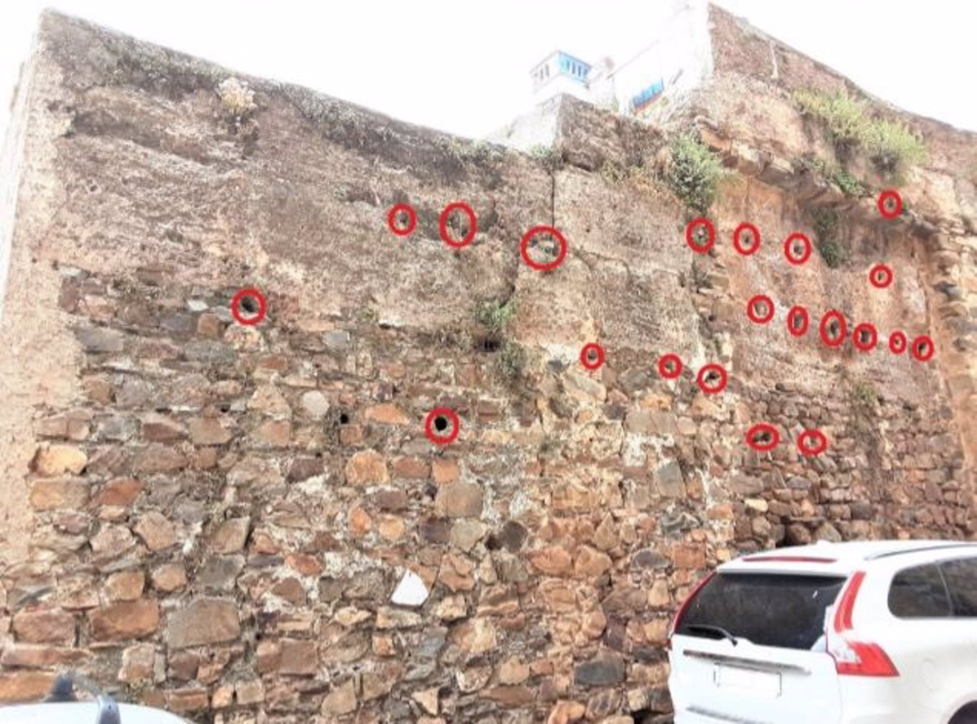 El Festivalino de las Aves de Cáceres identifica más de 100 nidos de vencejos en un tramo del adarve de la muralla El Festivalino de las Aves de Cáceres identifica más de 100 nidos de vencejos en un tramo del adarve de la muralla