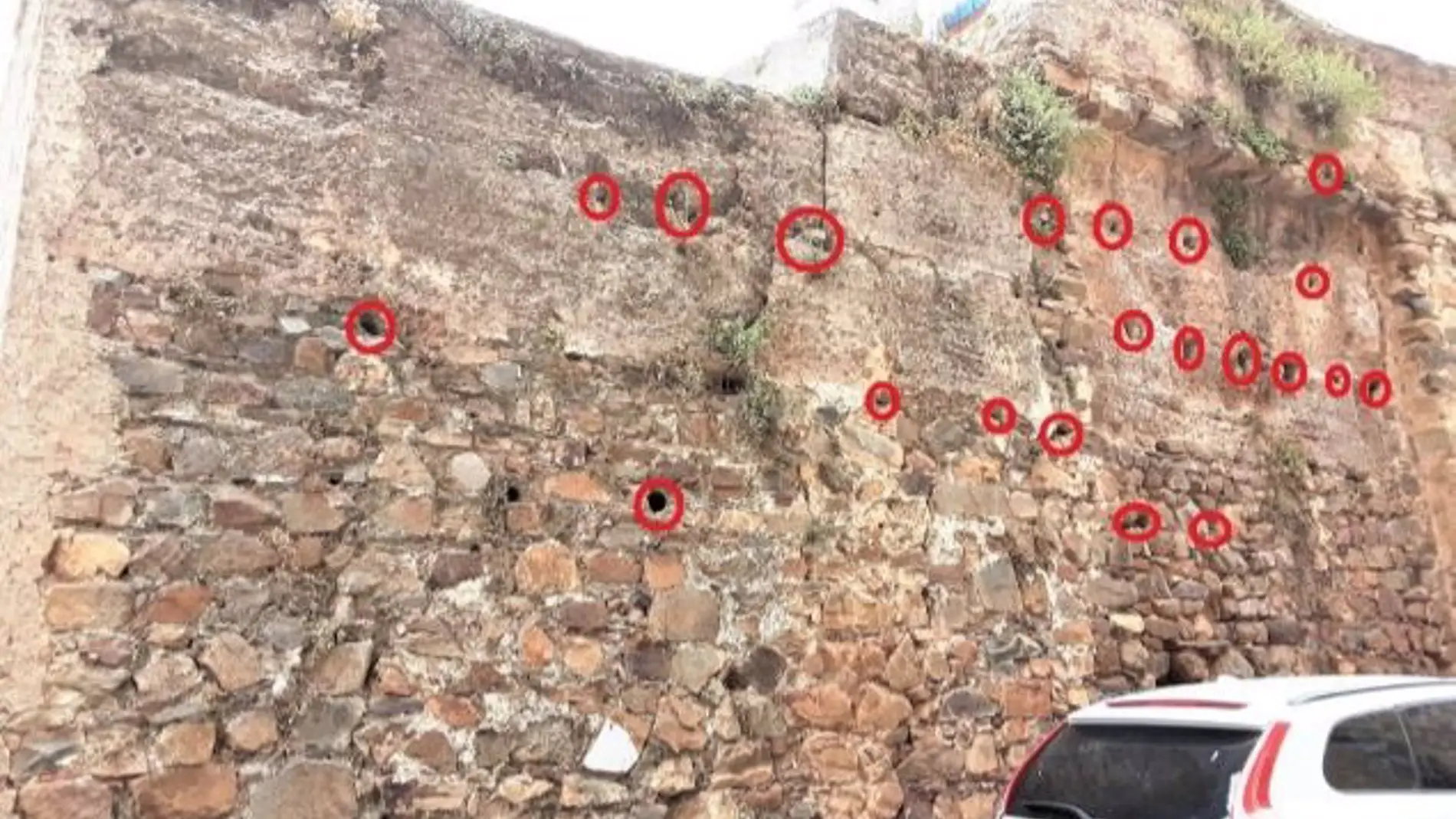El Festivalino de las Aves de Cáceres identifica más de 100 nidos de vencejos en un tramo del adarve de la muralla