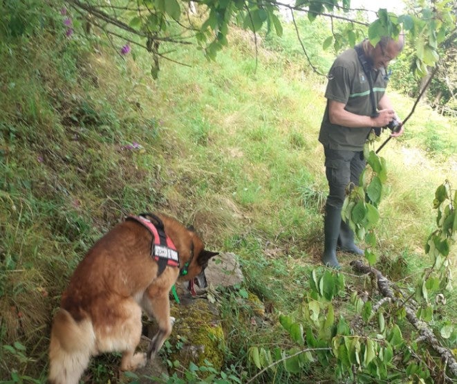 Hallan el cadáver de un ejemplar joven de oso Hallan el cadáver de un ejemplar joven de oso