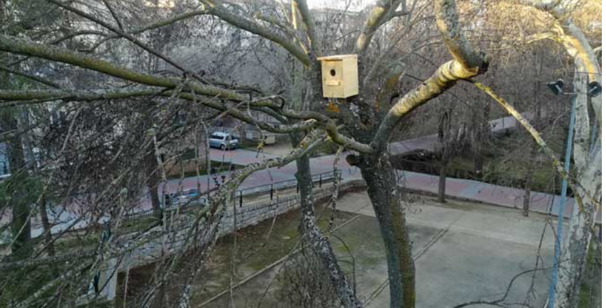 El Ayuntamiento de Aspe instala cajas nido para murciélagos como parte de la estrategia de lucha contra los mosquitos El Ayuntamiento de Aspe instala cajas nido para murciélagos como parte de la estrategia de lucha contra los mosquitos