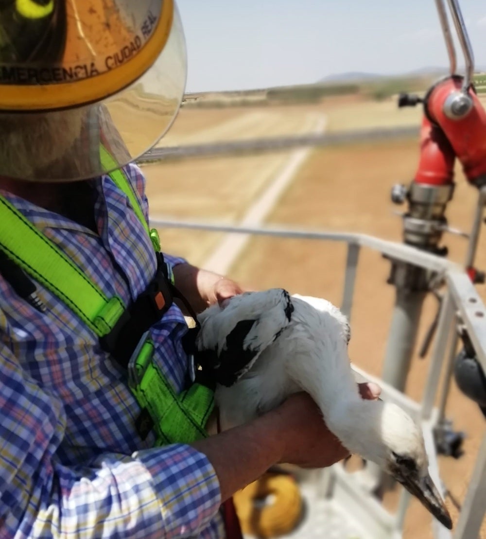 Bomberos de Alcázar de San Juan rescatan un polluelo de cigüeña que estaba atrapado en su propio nido Bomberos de Alcázar de San Juan rescatan un polluelo de cigüeña que estaba atrapado en su propio nido