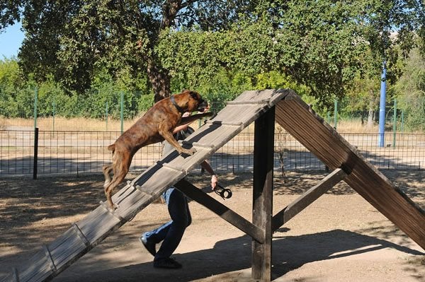 El Parque del Alamillo acoge este domingo una nueva convocatoria del encuentro de adopción de mascotas El Parque del Alamillo acoge este domingo una nueva convocatoria del encuentro de adopción de mascotas