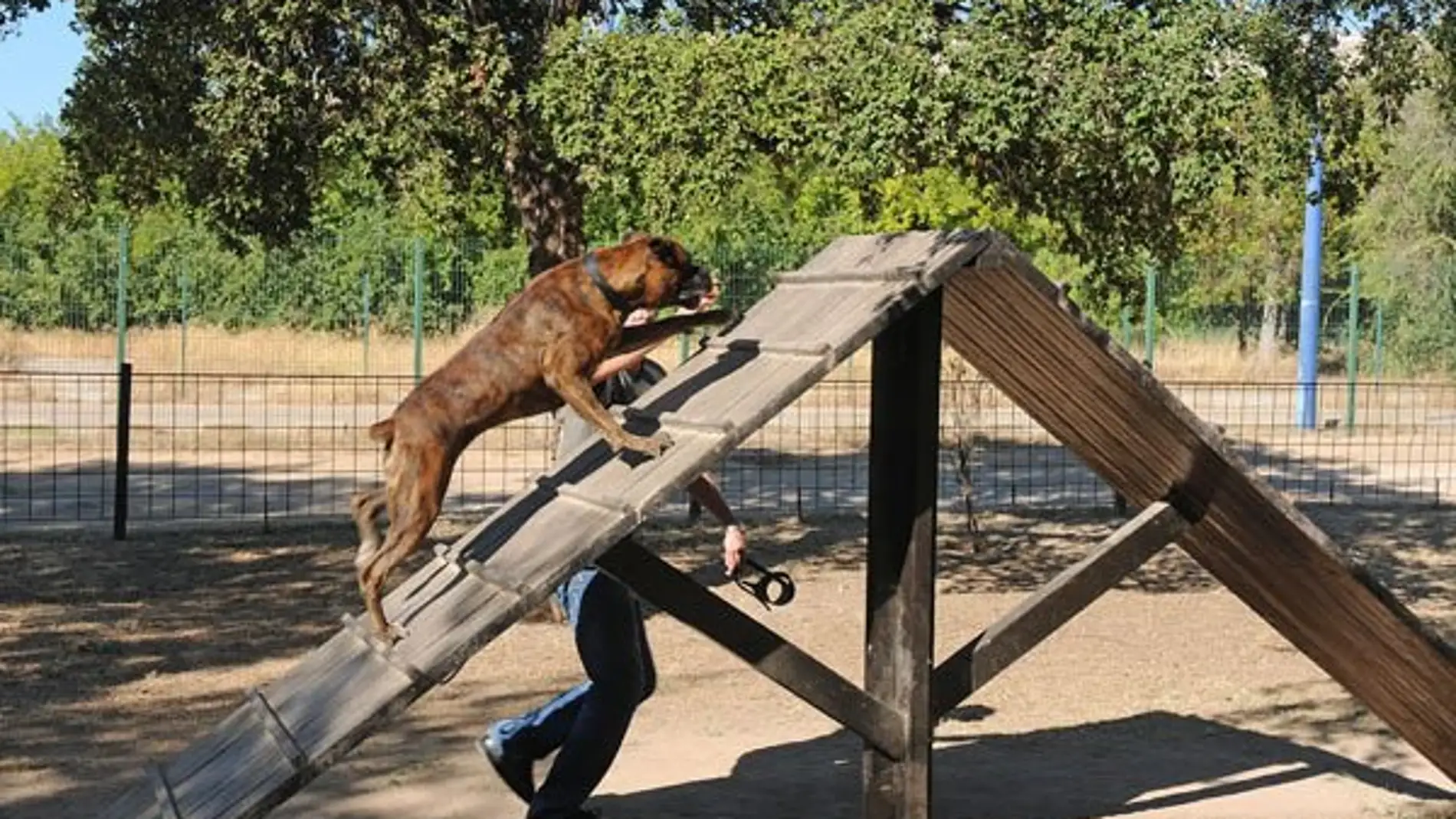 Imagen de archivo de actividades con mascotas en el Parque del Alamillo