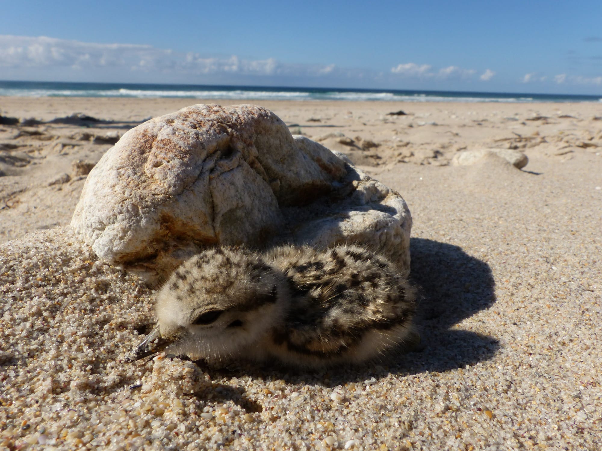HÁBITAT, PLAYAS Y AVES HÁBITAT, PLAYAS Y AVES