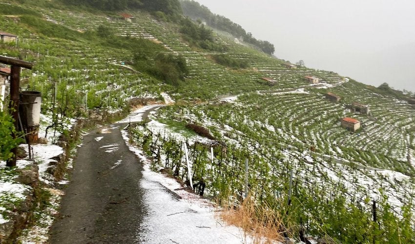 O SLG reclama axudas para paliar os danos da sarabiada na Ribeira Sacra O SLG reclama axudas para paliar os danos da sarabiada na Ribeira Sacra