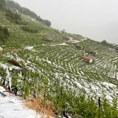O SLG reclama axudas para paliar os danos da sarabiada na Ribeira Sacra O SLG reclama axudas para paliar os danos da sarabiada na Ribeira Sacra