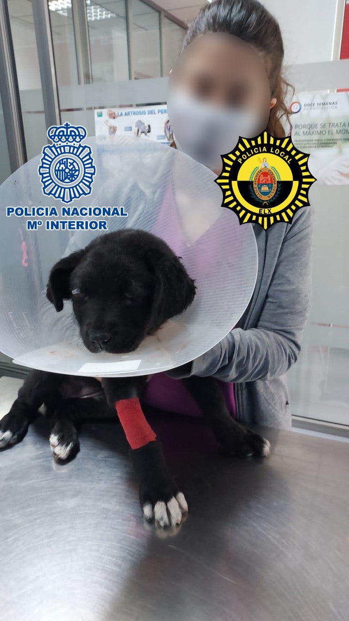 Detenido en Elche un hombre por propinar una paliza a una perra de tres meses y provocarle rotura de huesos craneales y pérdida de visión completa Detenido en Elche un hombre por propinar una paliza a una perra de tres meses y provocarle rotura de huesos craneales y pérdida de visión completa