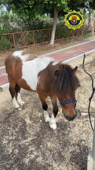 La policía local de Alicante busca a los dueños del animal La policía local de Alicante busca a los dueños del animal