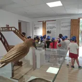 Los escolares oriolanos conocen su Palmeral y el medio ambiente Los escolares oriolanos conocen su Palmeral y el medio ambiente