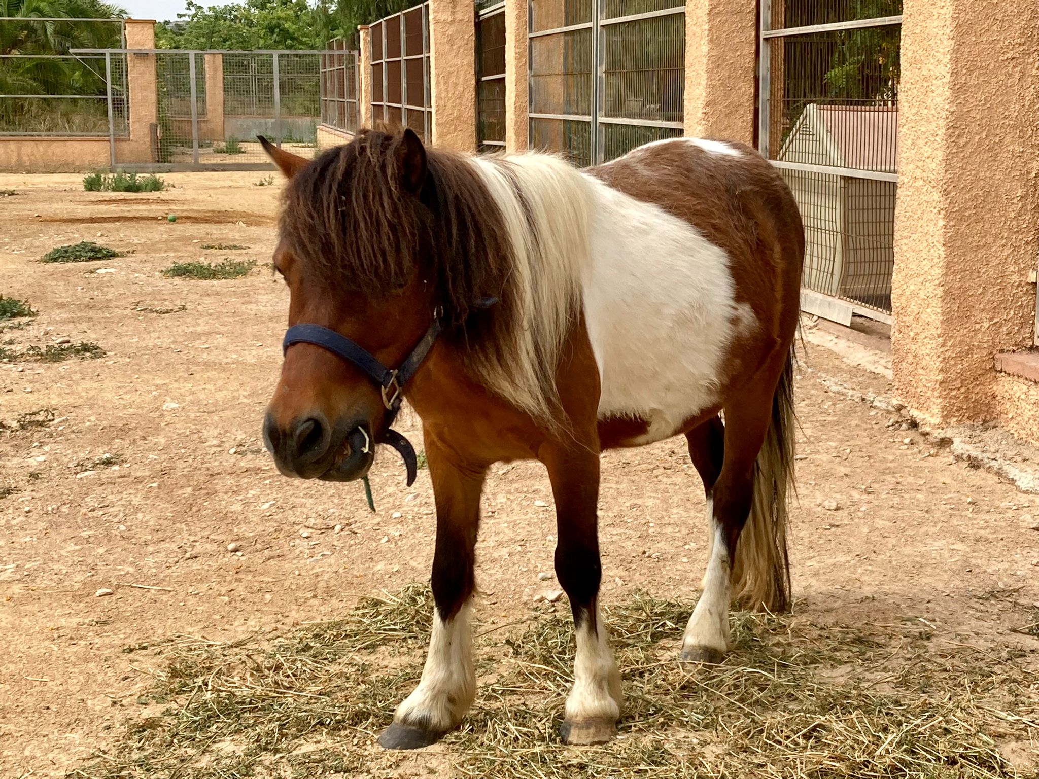 La policía local de Alicante busca al propietario de un poni encontrado atado a una farola en una concurrida avenida de la Albufereta La policía local de Alicante busca al propietario de un poni encontrado atado a una farola en una concurrida avenida de la Albufereta