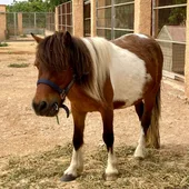 Poni Poni