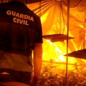La Guardia Civil desmantela tres plantaciones de marihuana en la localidad de Domingo Pérez