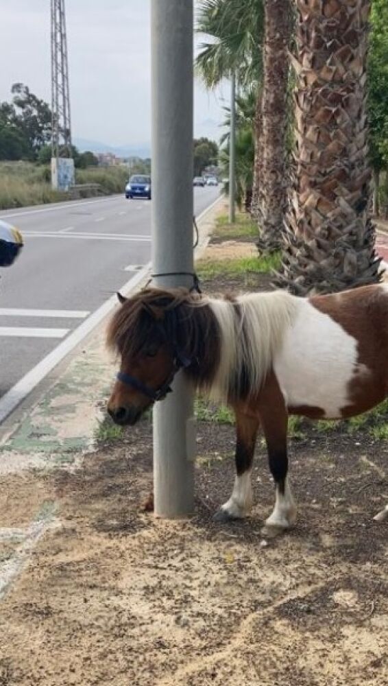El poni en el lugar del rescate por parte de la Policía Local de Alicante 