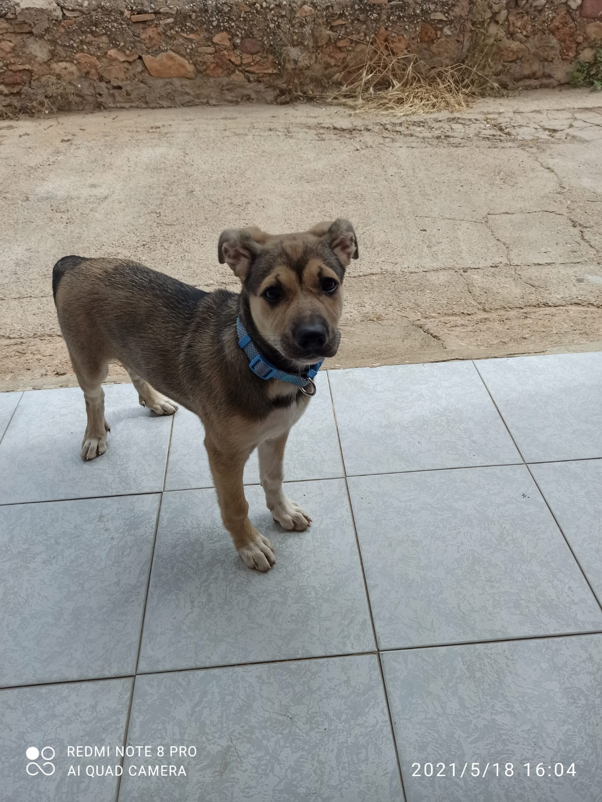 Denuncian por presuntamente atropellar a un perro al policía de Castellón que disparó a Marley hace un año Denuncian por presuntamente atropellar a un perro al policía de Castellón que disparó a Marley hace un año