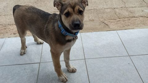 Mika, la perra atropellada en Castell&oacute;n
