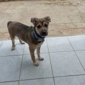 Mika, la perra atropellada en Castellón