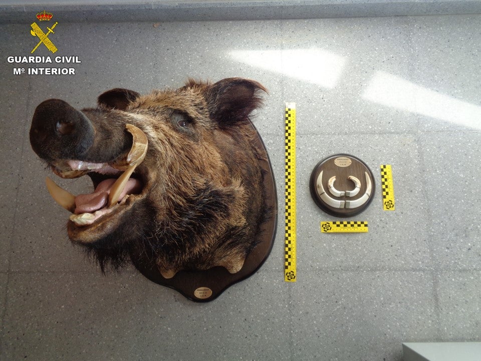 La Guardia Civil halla un taller clandestino de taxidermia en San Vicente del Raspeig La Guardia Civil halla un taller clandestino de taxidermia en San Vicente del Raspeig