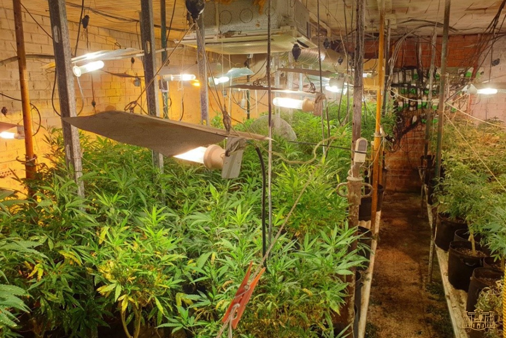Dos detenidos y más de mil plantas de marihuana incautadas en una operación en Tomelloso Dos detenidos y más de mil plantas de marihuana incautadas en una operación en Tomelloso