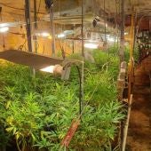 Plantación de marihuana de Tomelloso