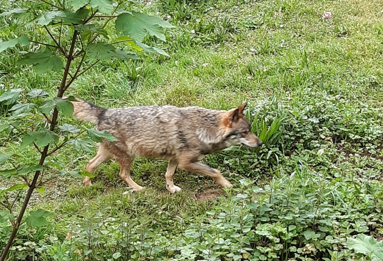 Calvo pide al gobierno instrumentos para que Asturias realice controles poblacionales de la especie Calvo pide al gobierno instrumentos para que Asturias realice controles poblacionales de la especie