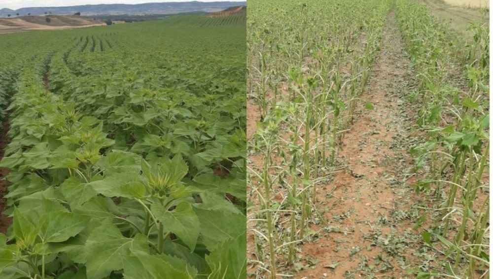 Una parcela de girasol de Jabalera, antes y después del granizo