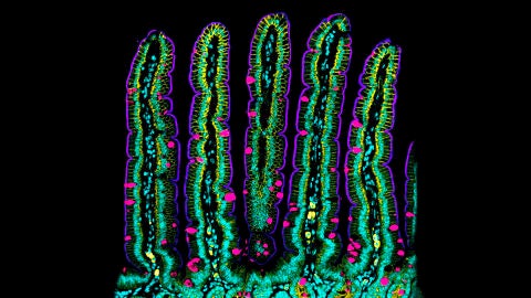 Descubren como se pliega y mueve la pared del intestino midiendo sus fuerzas