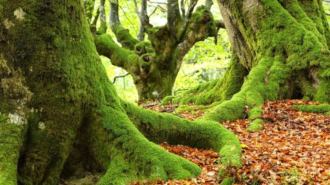 Forestalistas de Gipuzkoa