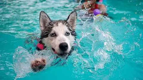 Hablamos con Ángel Osuna, adiestrador canino que nos ofrece consejos acerca de los baños de nuestras mascotas adiestramiento