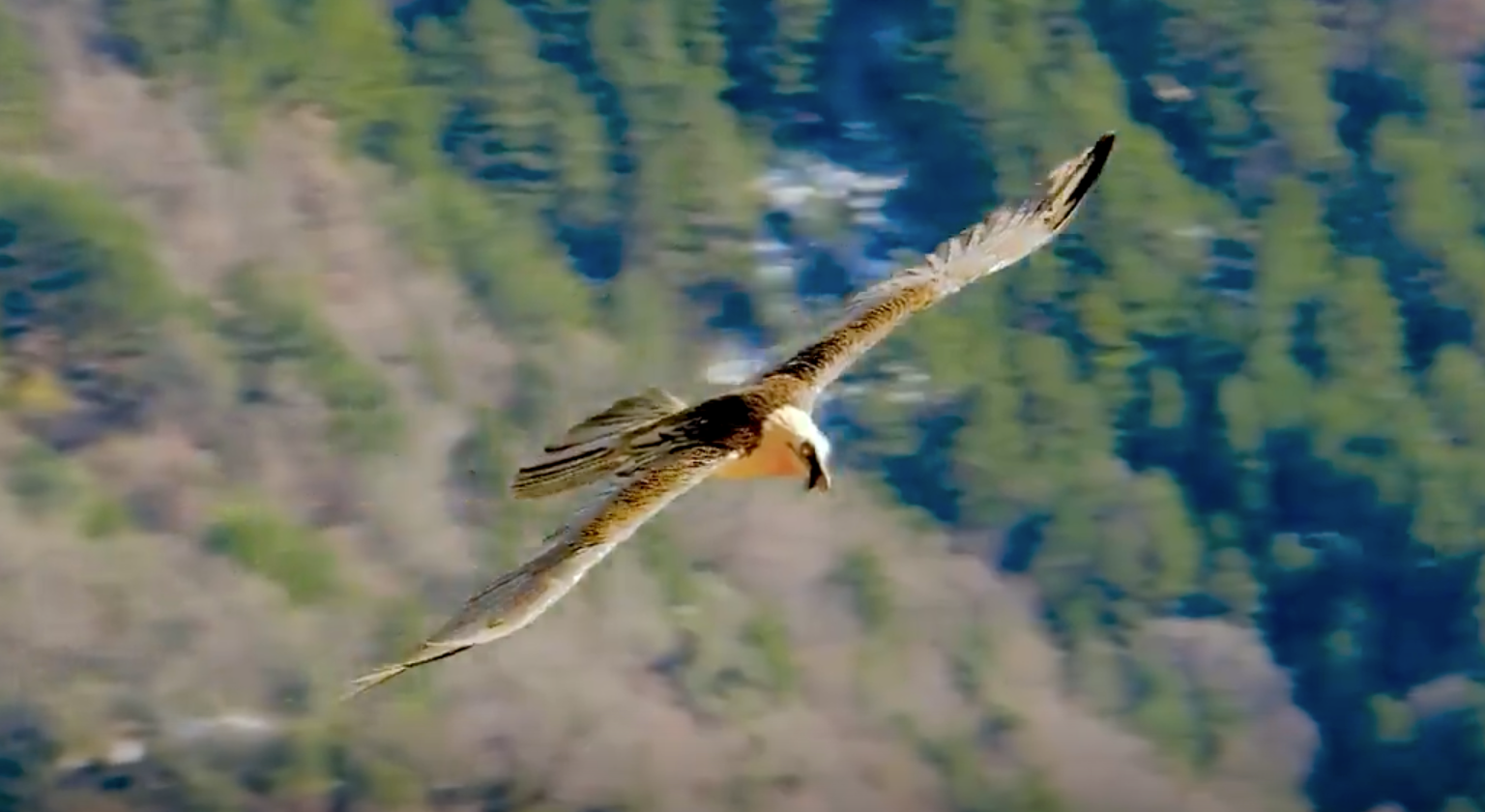 La población de quebrantahuesos en los Picos de Europa alcanza la treintena de ejemplares La población de quebrantahuesos en los Picos de Europa alcanza la treintena de ejemplares