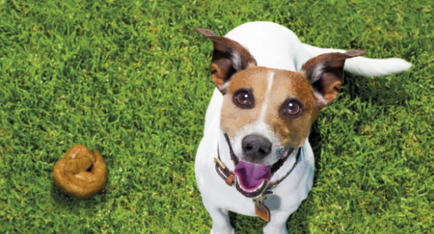 Ribadesella inicia una campaña para concienciar sobre los excrementos caninos en las calles Ribadesella inicia una campaña para concienciar sobre los excrementos caninos en las calles