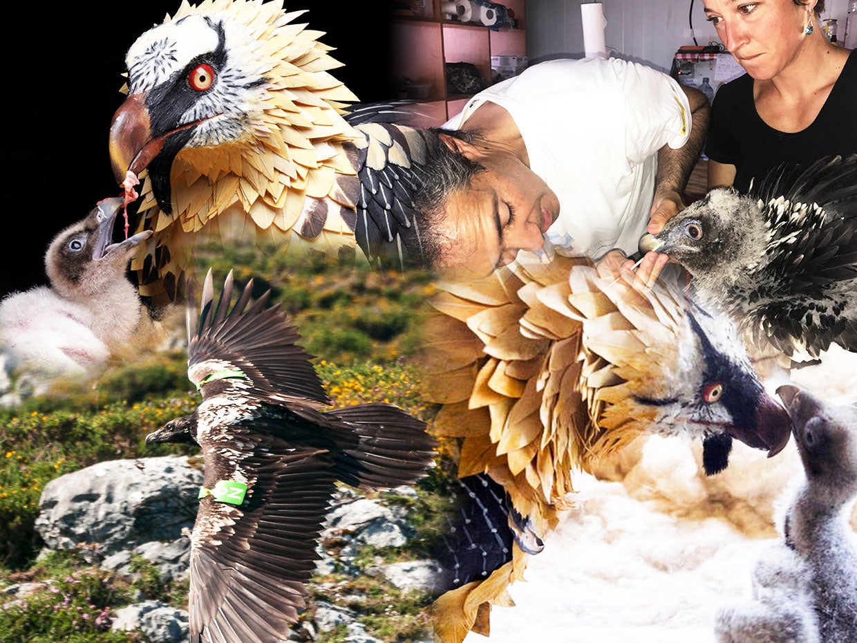 Gerardo Báguena: "Hemos logrado una población de 30 quebrantahuesos en el Parque Nacional" Gerardo Báguena: "Hemos logrado una población de 30 quebrantahuesos en el Parque Nacional"