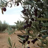 Olivar Olivar