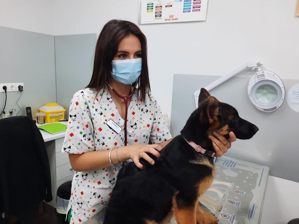 Los centros veterinarios de Elche suman fuerzas un año más con el ayuntamiento para concienciar sobre la vacunación antirrábica en mascotas Los centros veterinarios de Elche suman fuerzas un año más con el ayuntamiento para concienciar sobre la vacunación antirrábica en mascotas