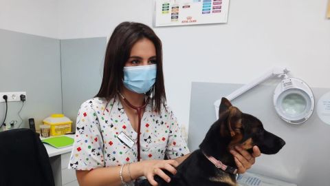 Veterinaria con un perro en la clínica 'Natural Mascotas' de Torrellano. Veterinaria con un perro en la clínica 'Natural Mascotas' de Torrellano.
