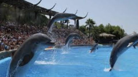 Delfinoterapia
