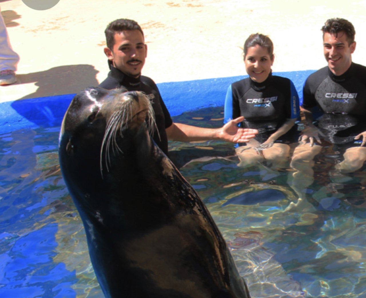 Interactuar con leones marinos en Mundomar puede ser una experiencia inolvidable para el visitante Interactuar con leones marinos en Mundomar puede ser una experiencia inolvidable para el visitante