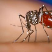 El mosquit tigre és una amenaça a Catalunya