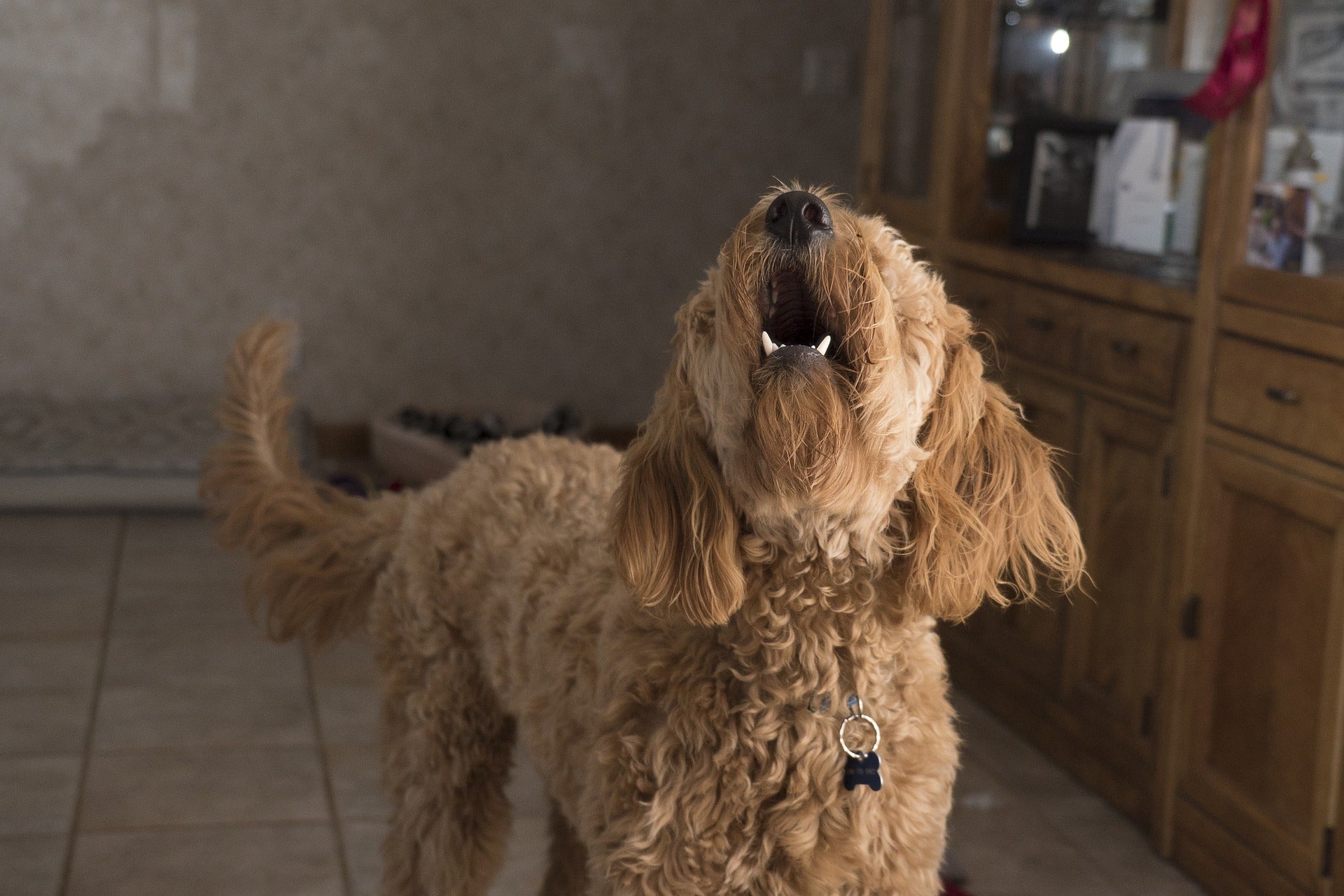 ¿Cómo evitar que nuestro perro ladre cuando se queda solo? ¿Cómo evitar que nuestro perro ladre cuando se queda solo?