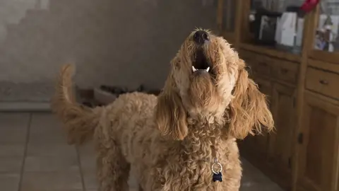 Perro ladrando Perro ladrando