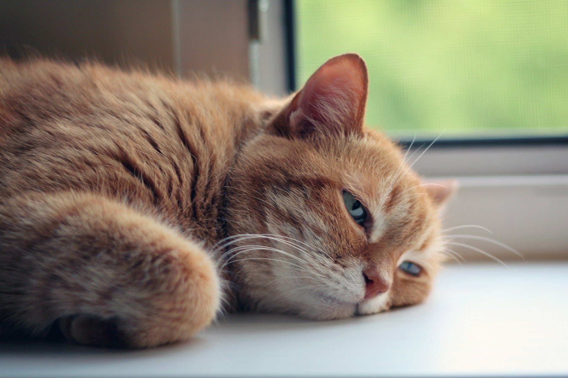 No, no es normal que tu gato vomite bolas de pelo. Y aquí te explicamos cómo evitarlas. No, no es normal que tu gato vomite bolas de pelo. Y aquí te explicamos cómo evitarlas.