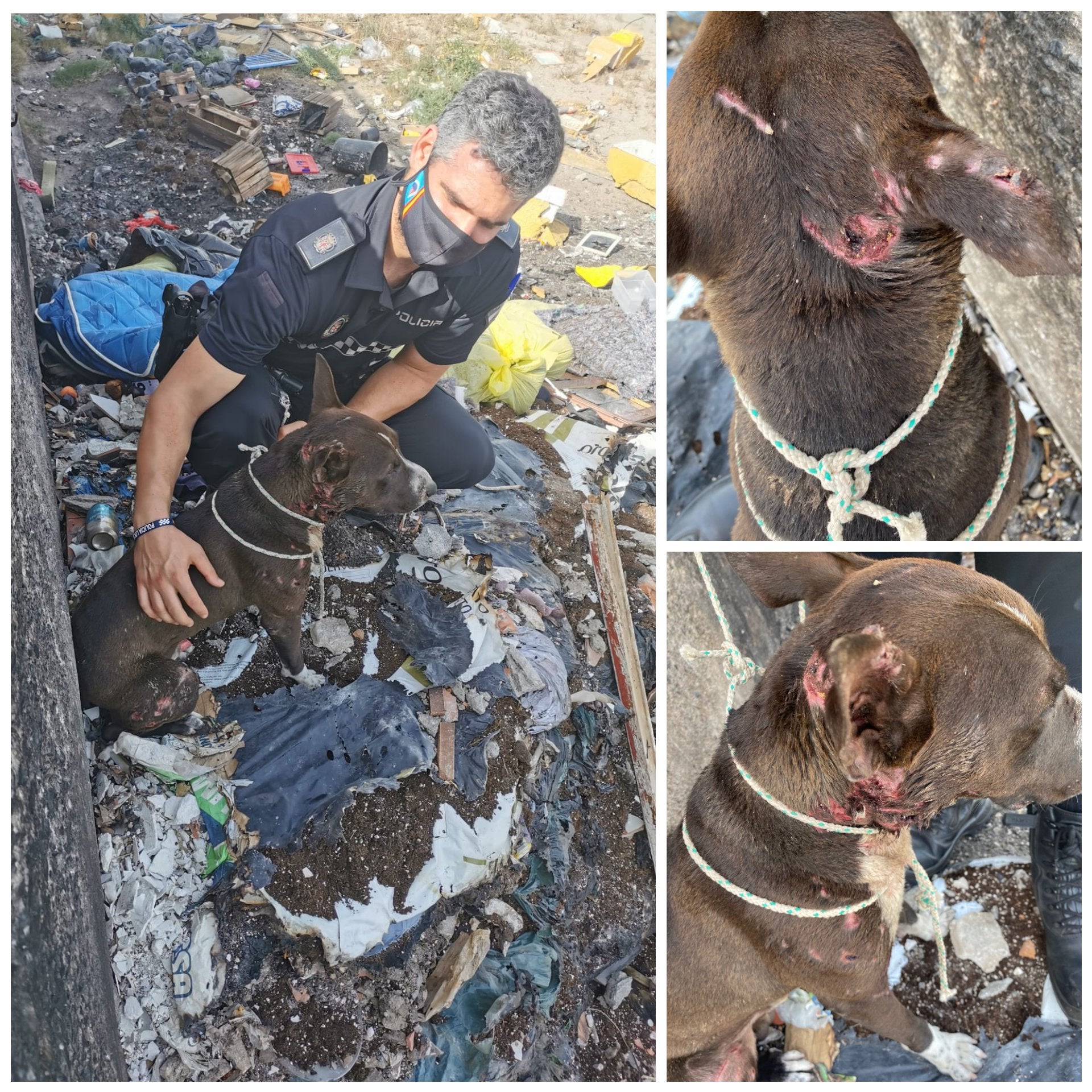 Rescatan a un perro arrojado vivo a una hoguera envuelto en una manta en Almería Rescatan a un perro arrojado vivo a una hoguera envuelto en una manta en Almería