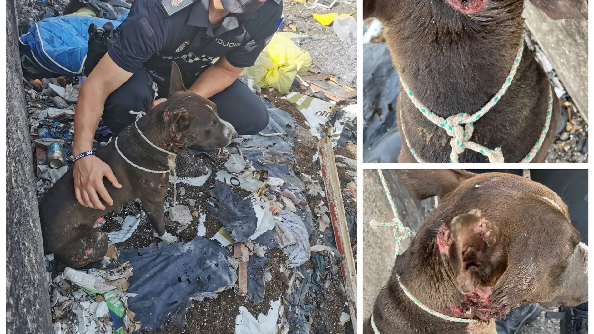 Rescatan a un perro arrojado vivo a una hoguera envuelto en una manta en Almería