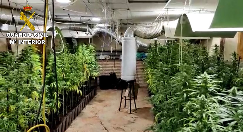 Cuatro detenidos y desmanteladas dos plantaciones ilegales de marihuana con 621 plantas en Ciruelos (Toledo) Cuatro detenidos y desmanteladas dos plantaciones ilegales de marihuana con 621 plantas en Ciruelos (Toledo)