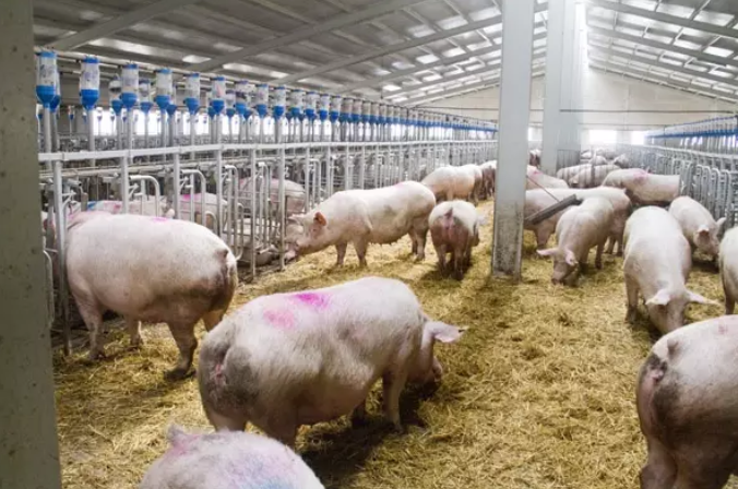 El número de industrias de porcino en municipios rurales de Andalucía se ha incrementado un 16% en 10 años El número de industrias de porcino en municipios rurales de Andalucía se ha incrementado un 16% en 10 años