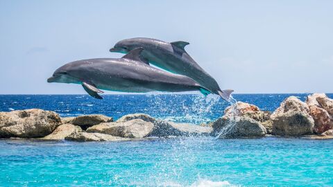 delfines