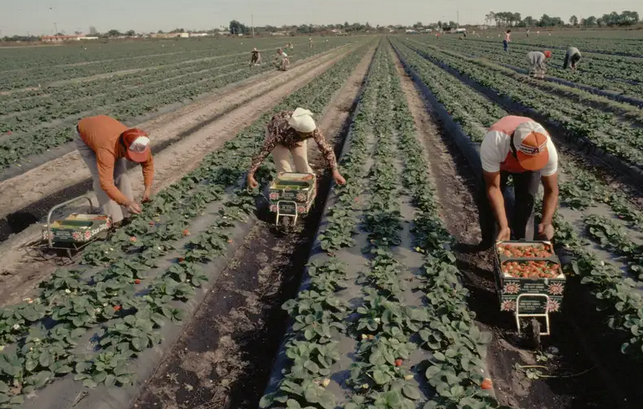 La Fundación Ingenio defiende el papel de la ETTs en el Campo de Cartagena: "No crean temporalidad" La Fundación Ingenio defiende el papel de la ETTs en el Campo de Cartagena: "No crean temporalidad"