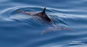 Avistar ballenas y delfines cada día es más fácil en Bizkaia Avistar ballenas y delfines cada día es más fácil en Bizkaia