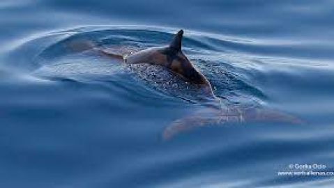 Avistamiento de Cet&aacute;ceos en el Cant&aacute;brico 