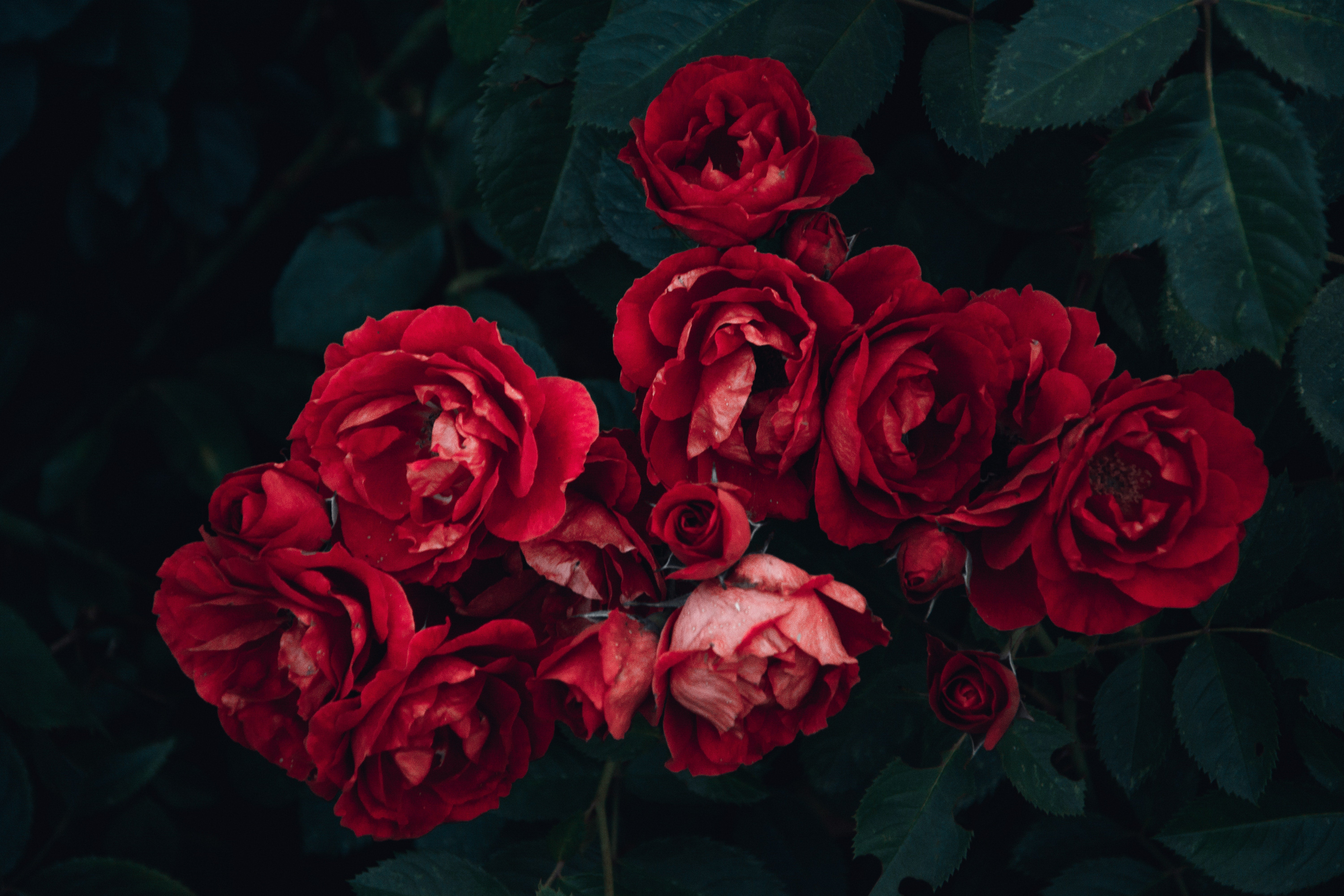Flores rojas sobre la última guarnición del Rif Flores rojas sobre la última guarnición del Rif