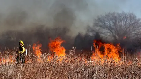 fuego incendio forestal